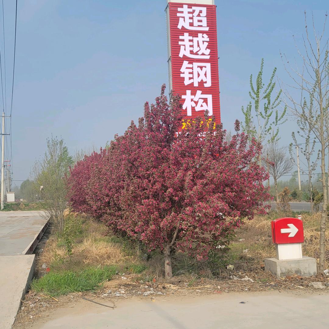 晓晨二手钢构（超越货场）