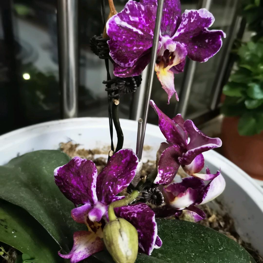 青青河边草