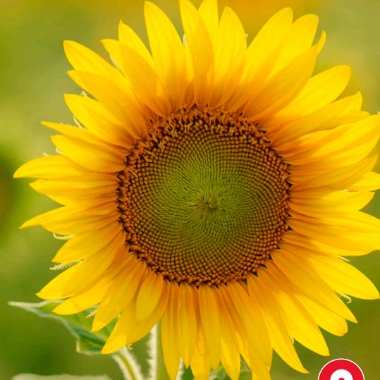 太阳花☀️心想事成1