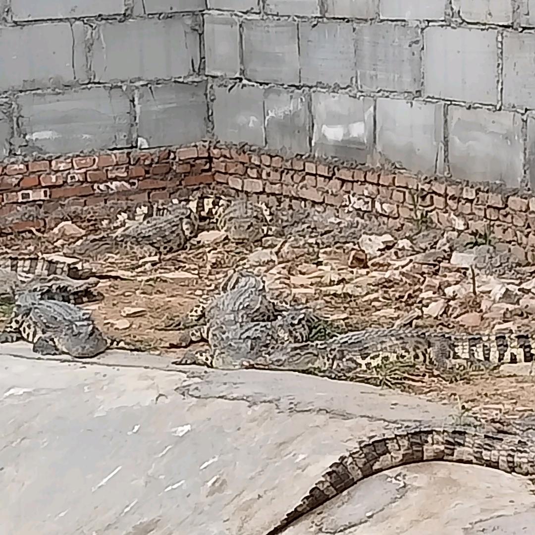 商丘鳄鱼养殖场