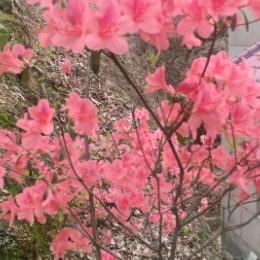 玫瑰花