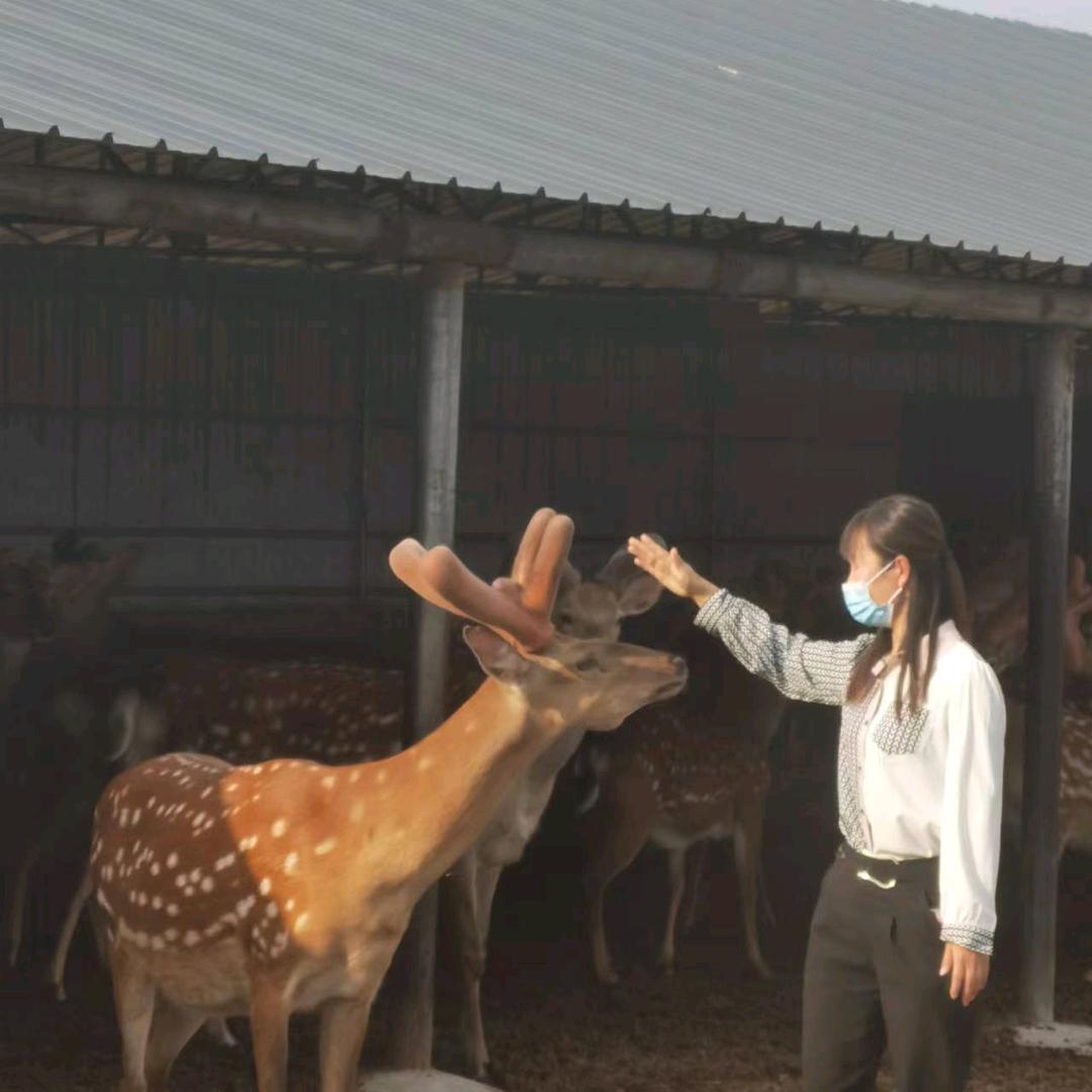 鹿亿滋补专营店东大鹿业