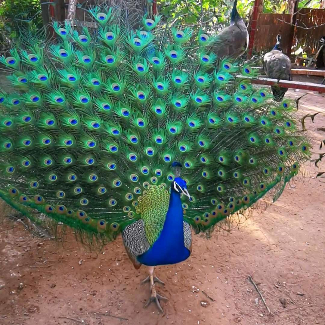 云南小五妹@抖音