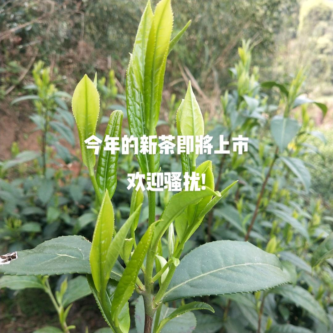 黄山毛峰.太平猴魁直销