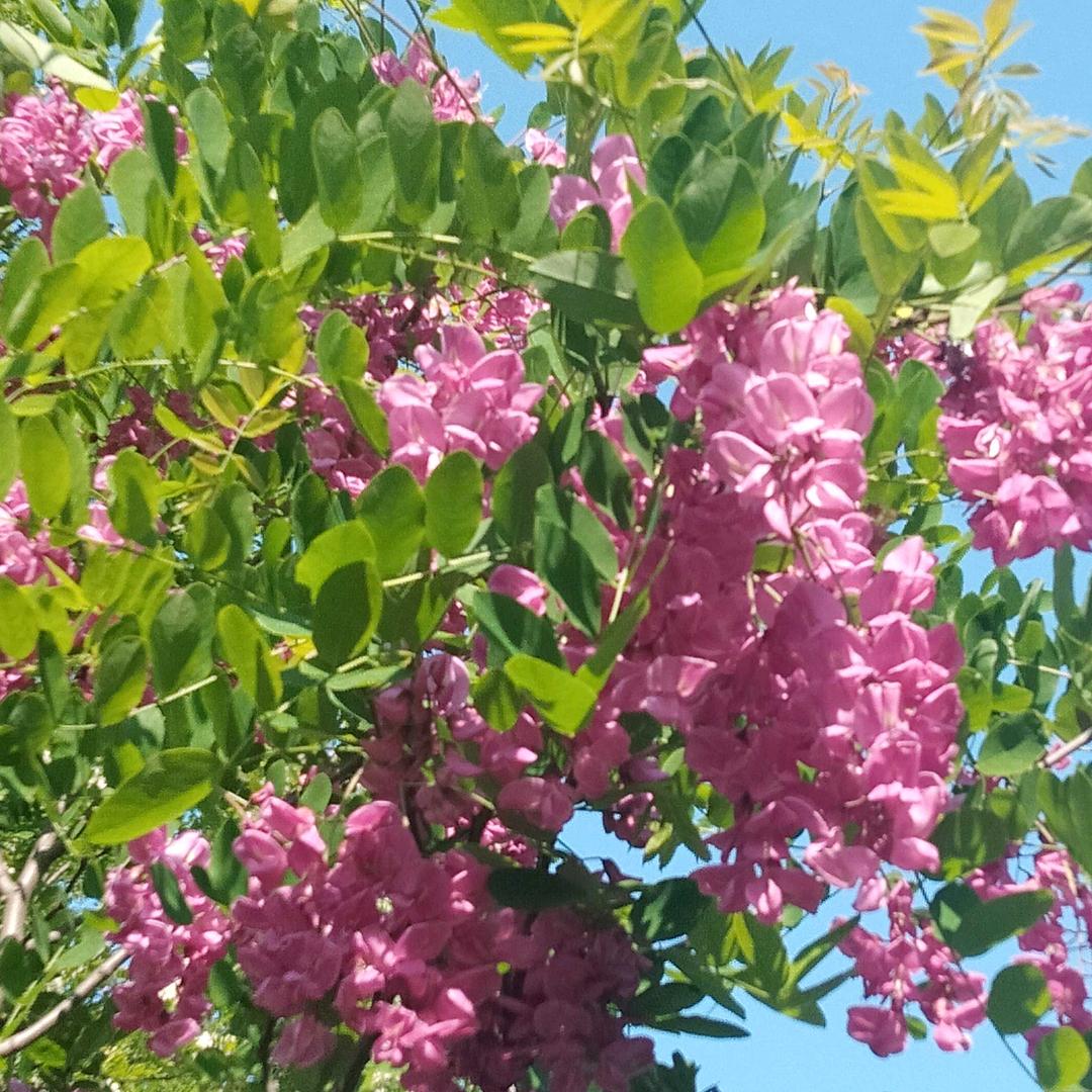 执扇掩笑颜（欧陽）