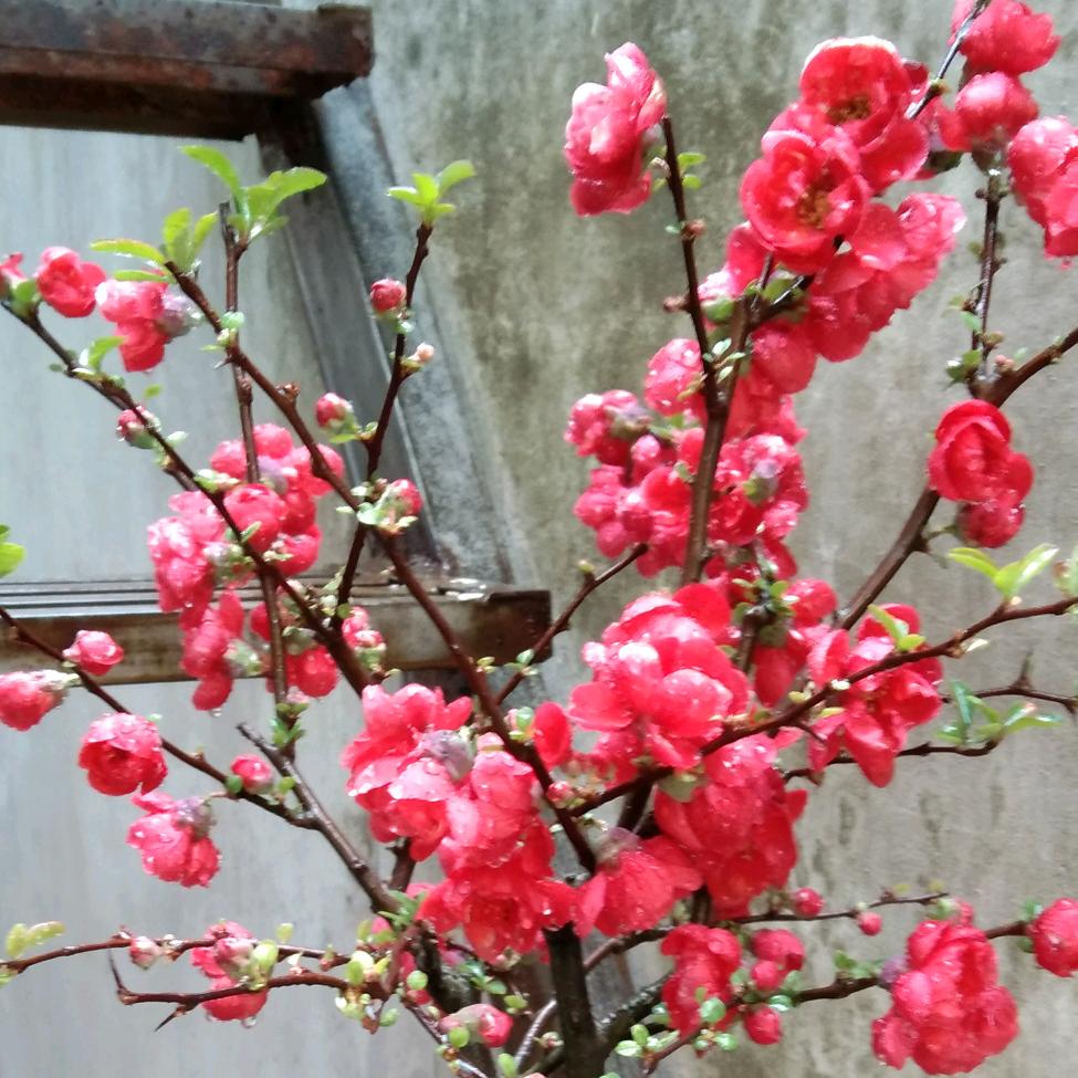红玫瑰