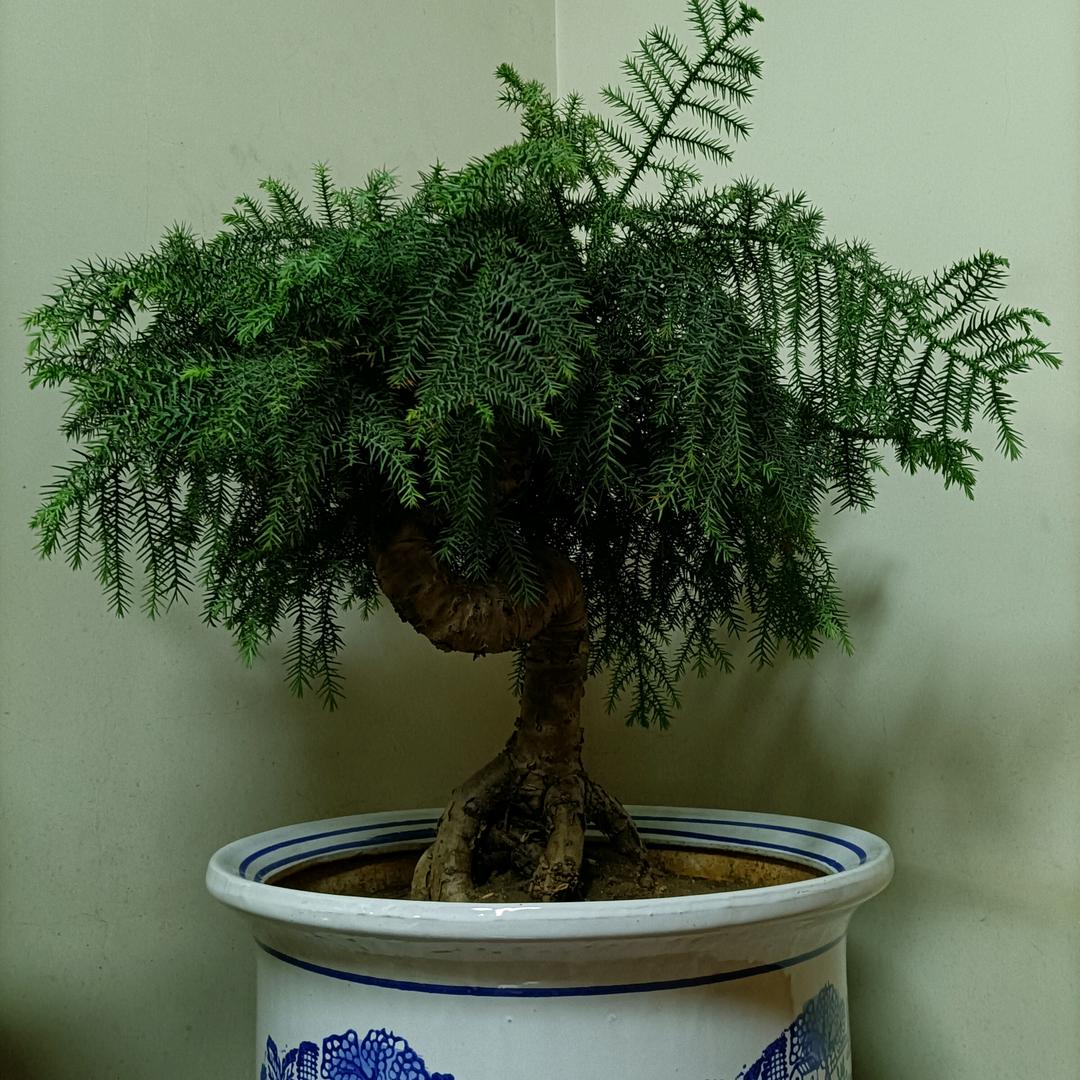 老林