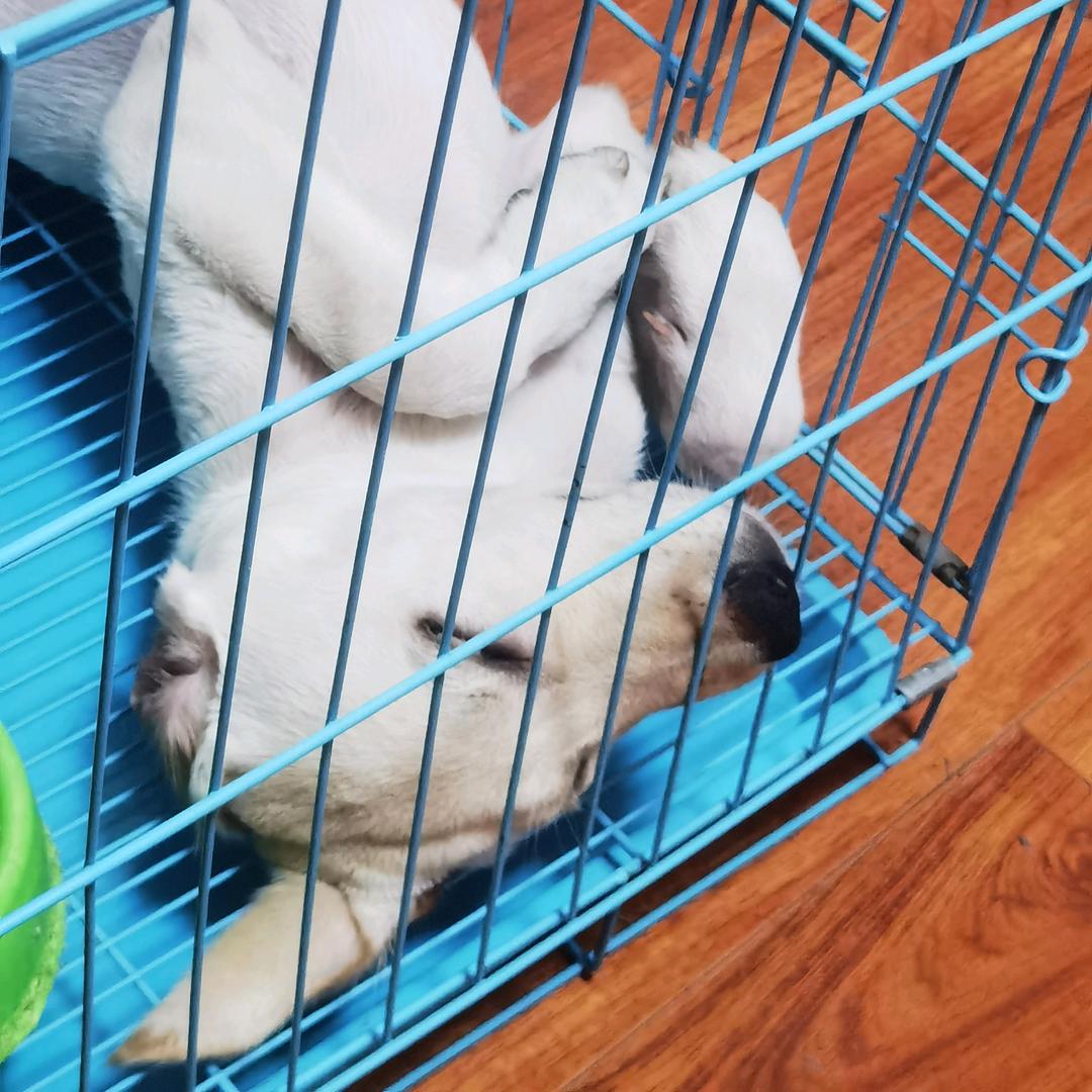 大灰灰