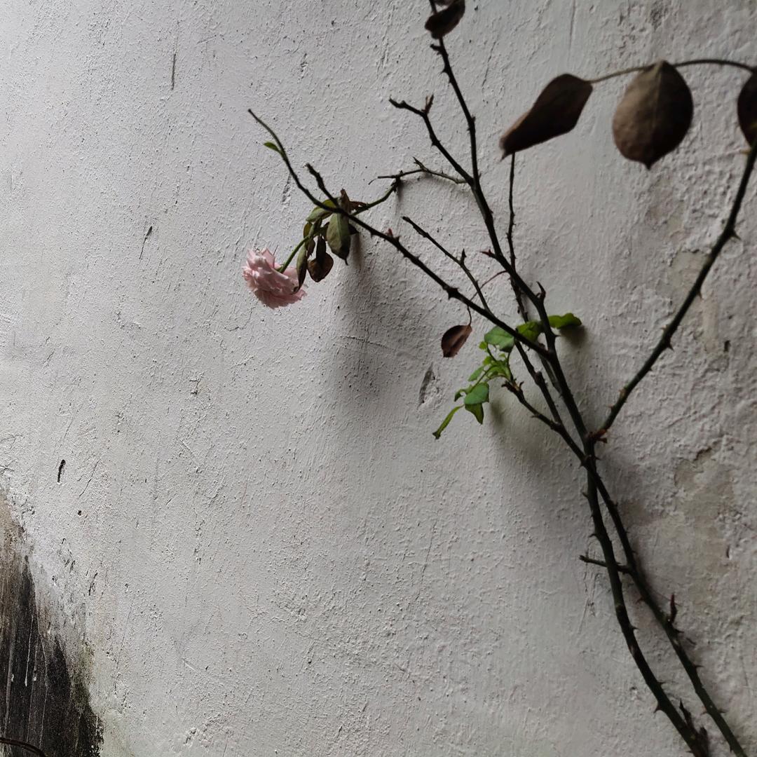 晴晴晴晴晴雨李