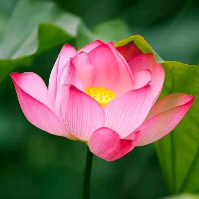 冰冻的果冻