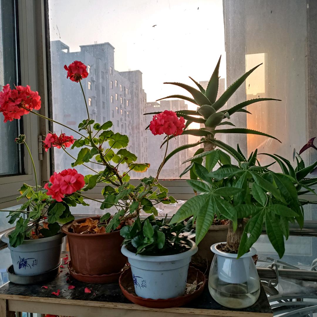 一杯红茶