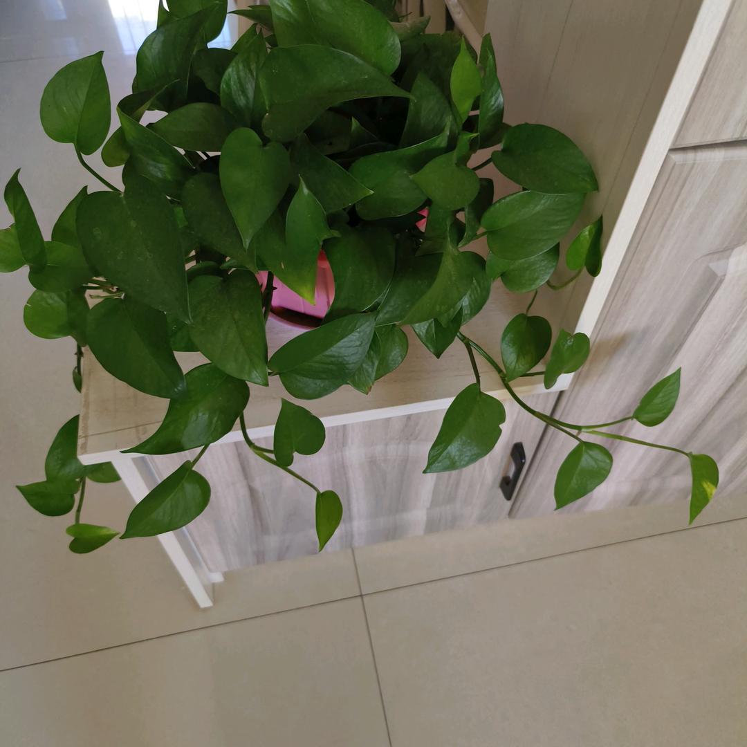 心安是福