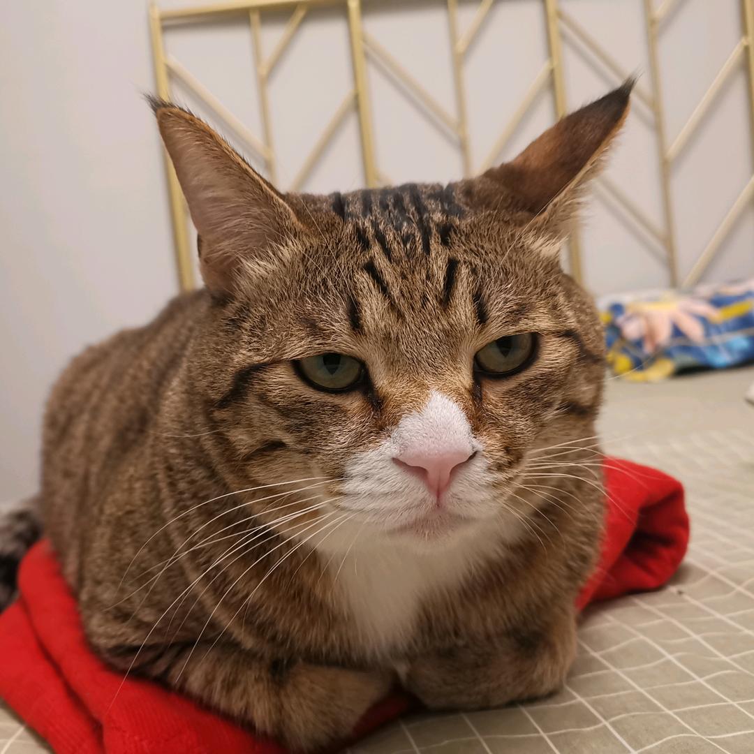 毛毛嗯哈哼