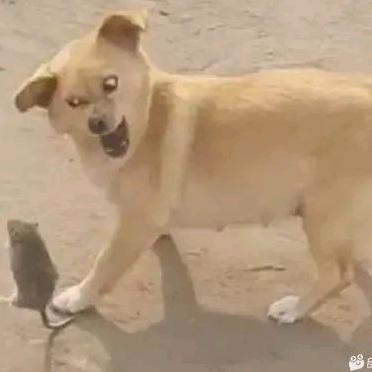 欧阳小鼻涕