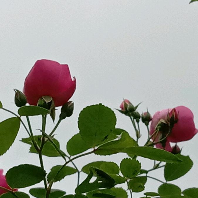 蓝兰