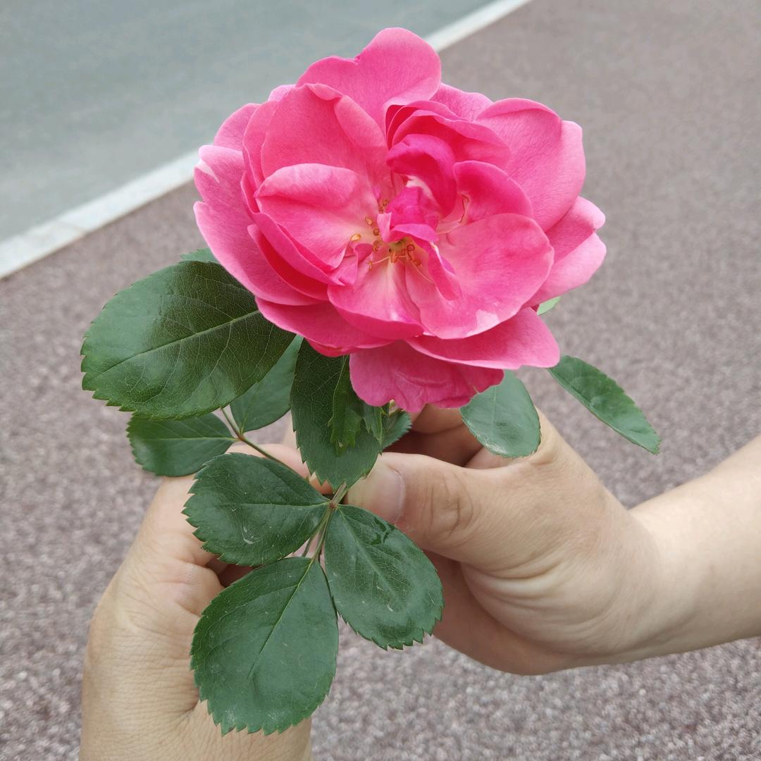 风之雨季
