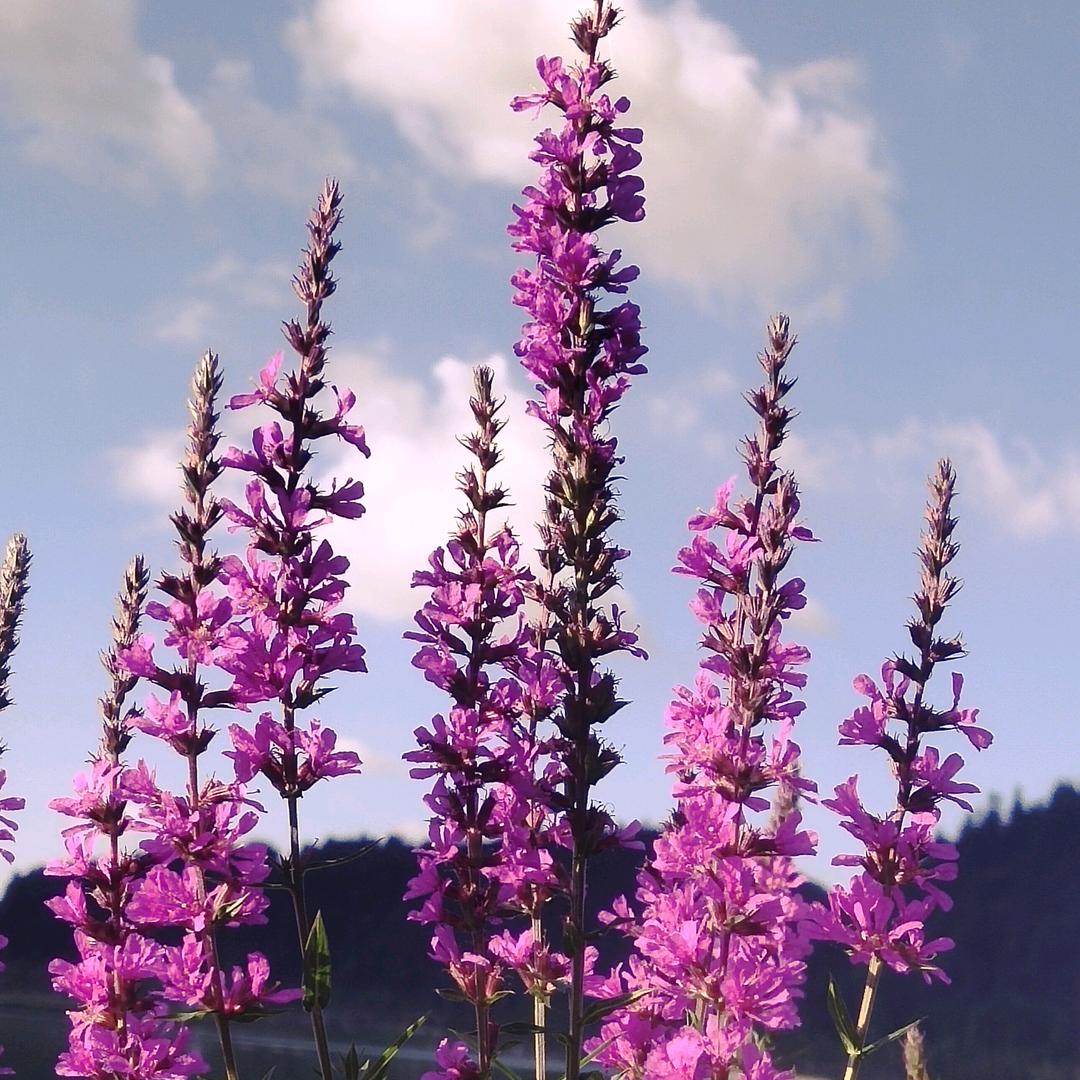 ᥫᩣℒℴѵℯ时过境迁ঞ᭄