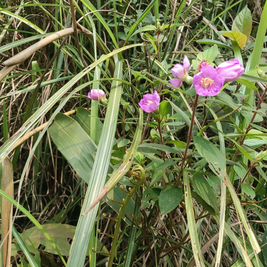 金甲土豆