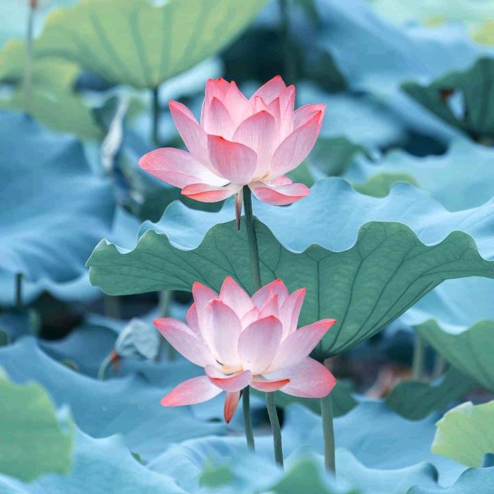 RHG好人一生平安