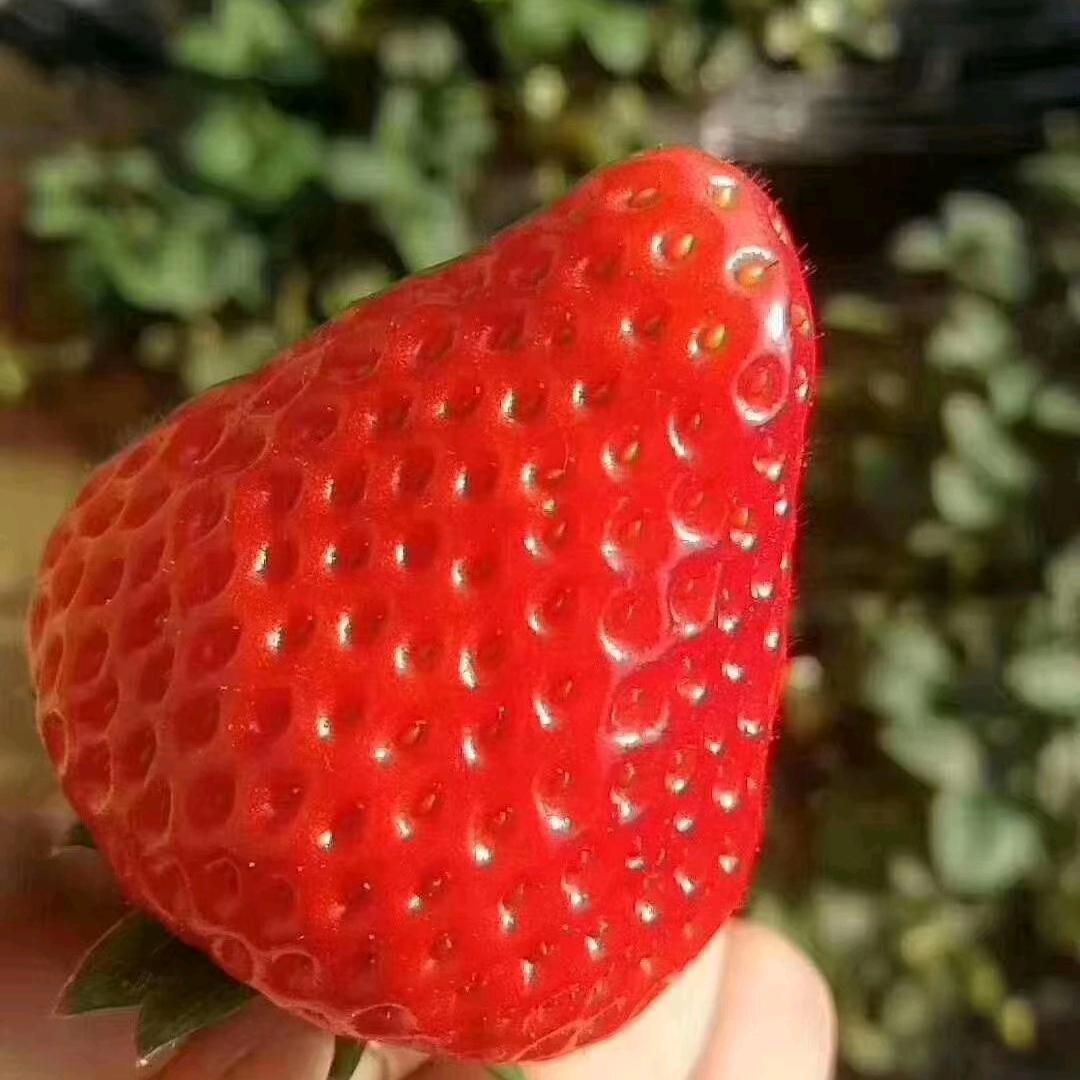 艳君🍓🍓（种植红果果）