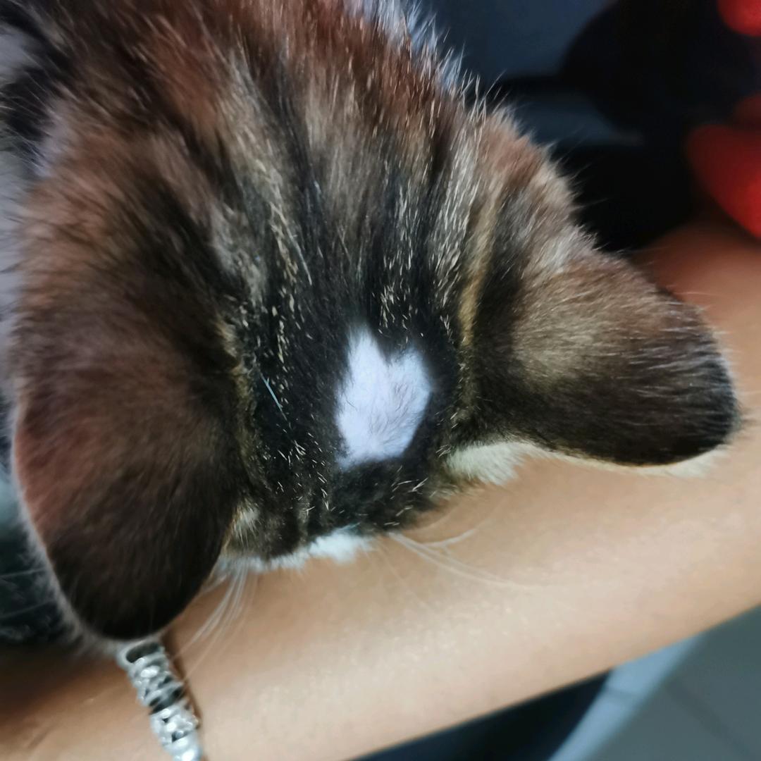 可可头顶已长毛