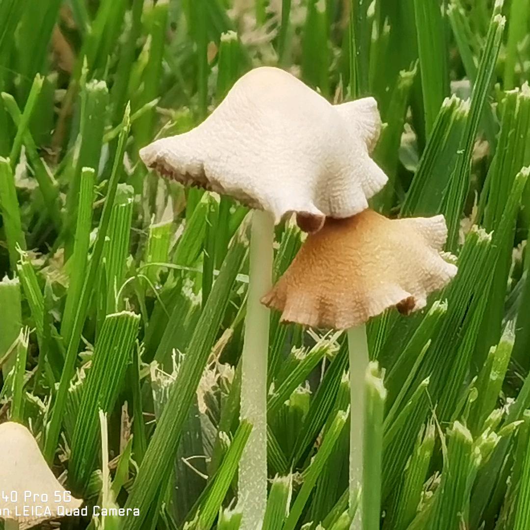 苗￥苗