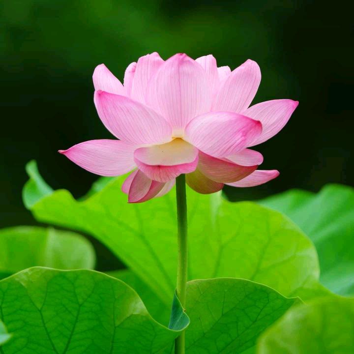 陌上花✨