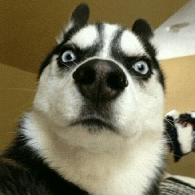 可可西里流浪狗