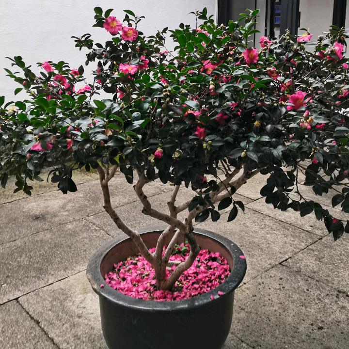 尔兵