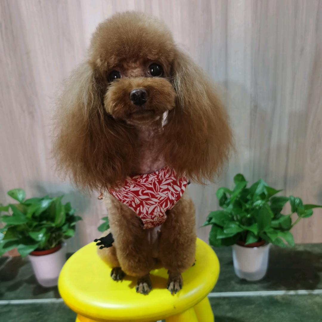 泰迪仔仔