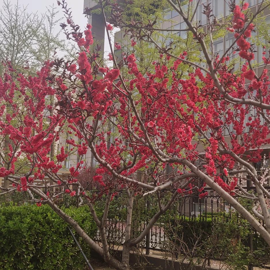 春天的花儿