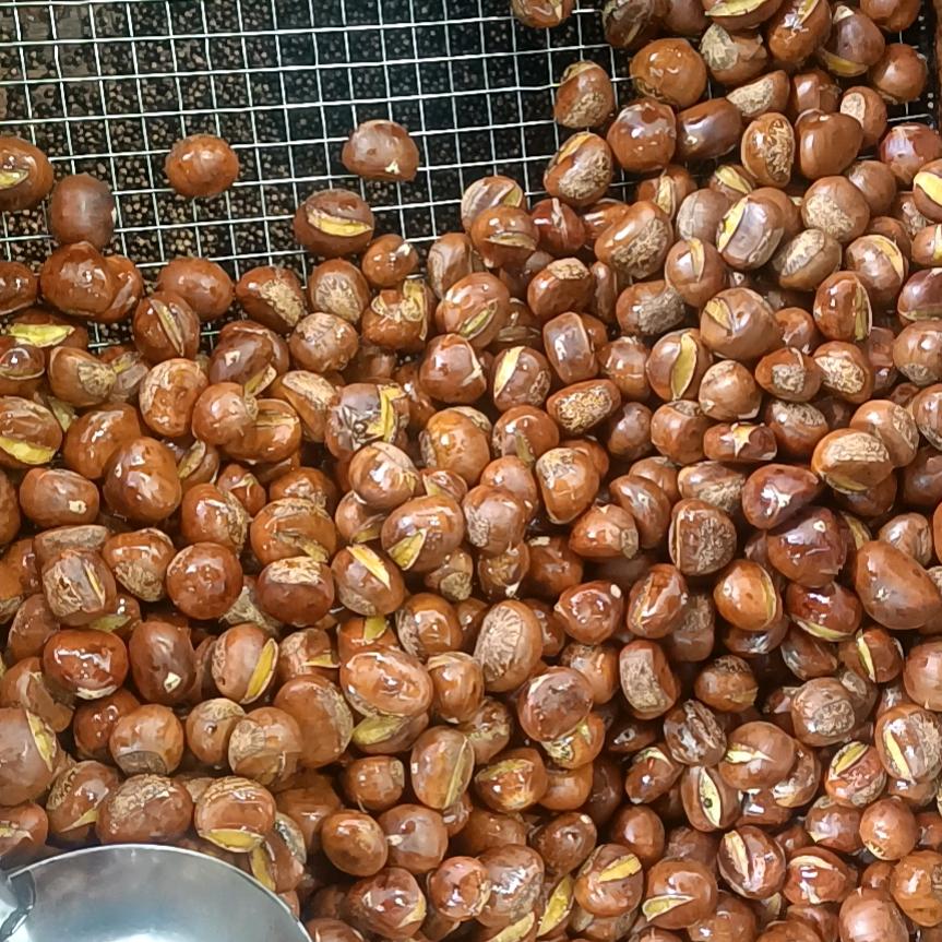 板栗哥