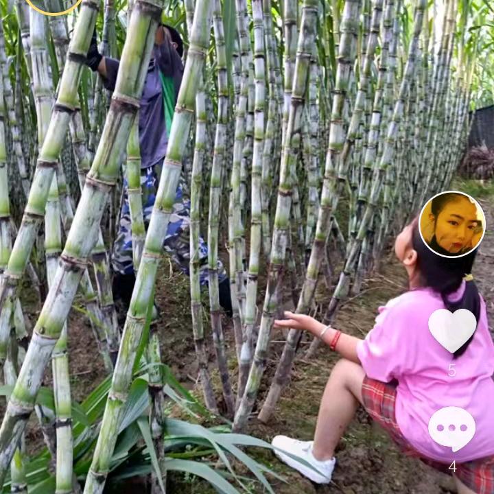 陶山白玉手撕甘蔗