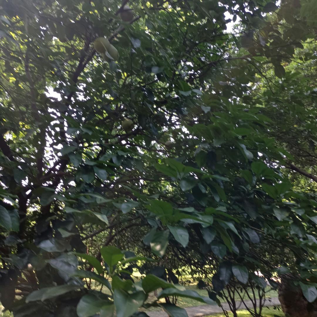 传说
