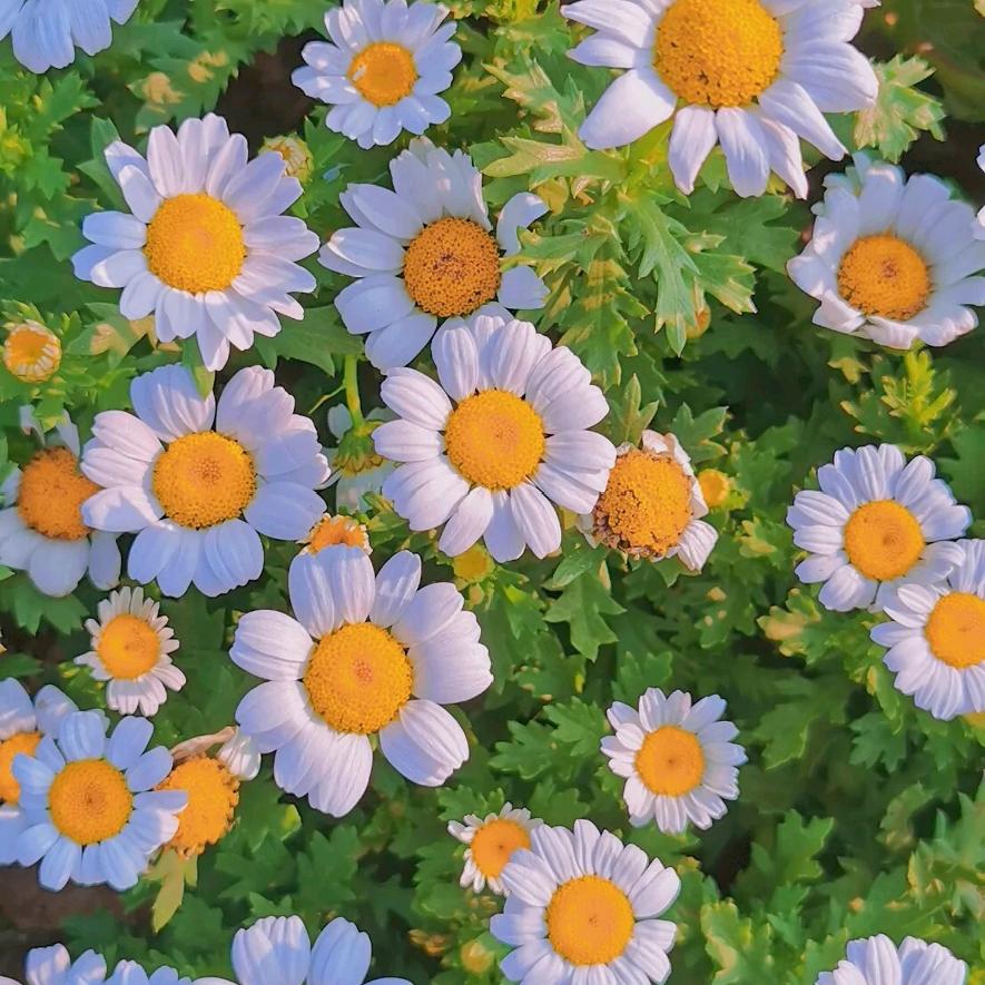 故事的小黄花🌼