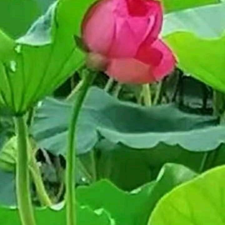 铭媛