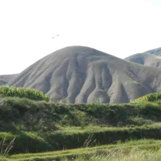 大西北野牛九哥