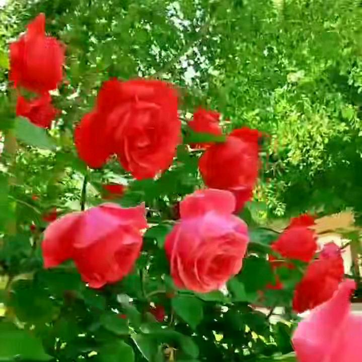 蝶恋花