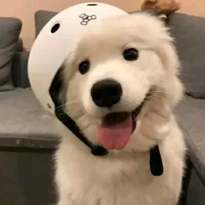 请叫我疯哥🐶