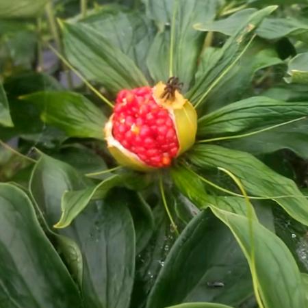 草草药