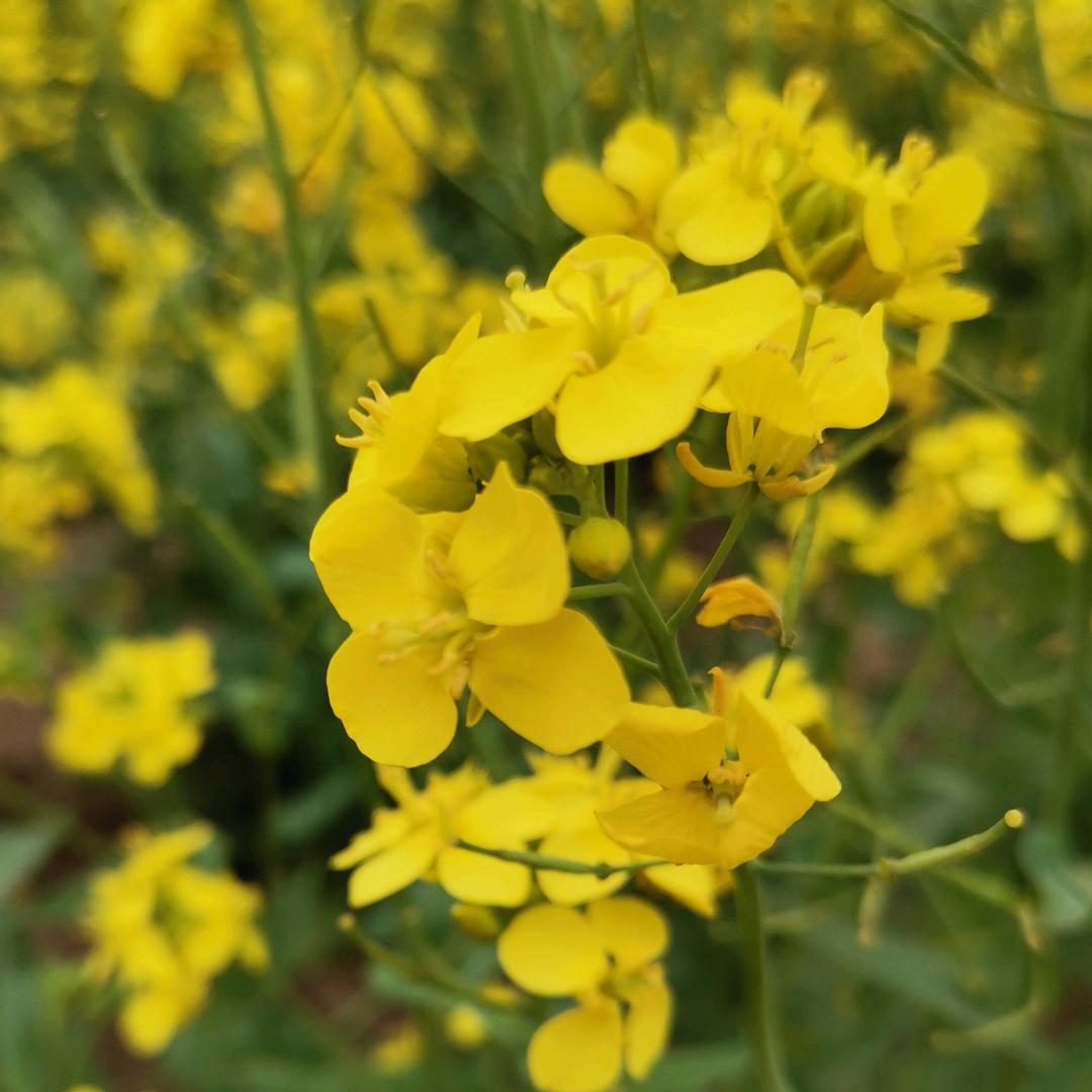 星火燎原（花束预订💐）