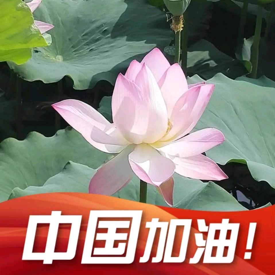 圆影浮香