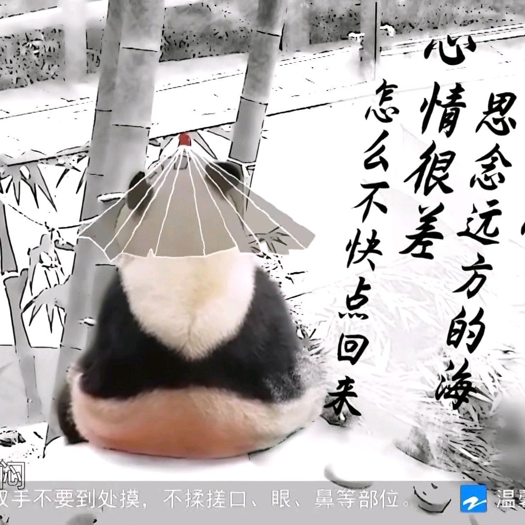 以前是养熊猫的溧哥，现在是寻找快乐的溧哥