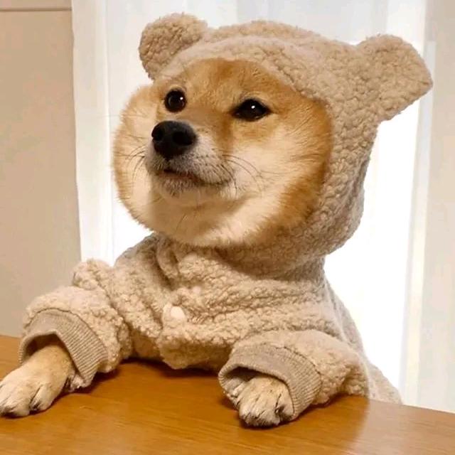 笨猪