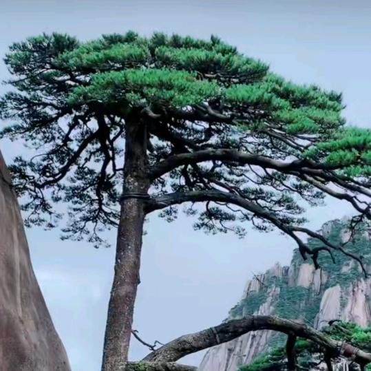风景独好