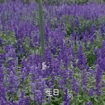 金鑫