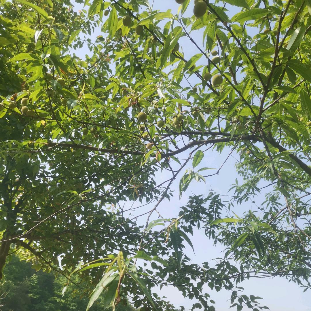 清晨微风
