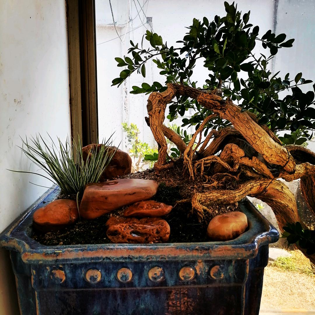 默石盆景养生堂