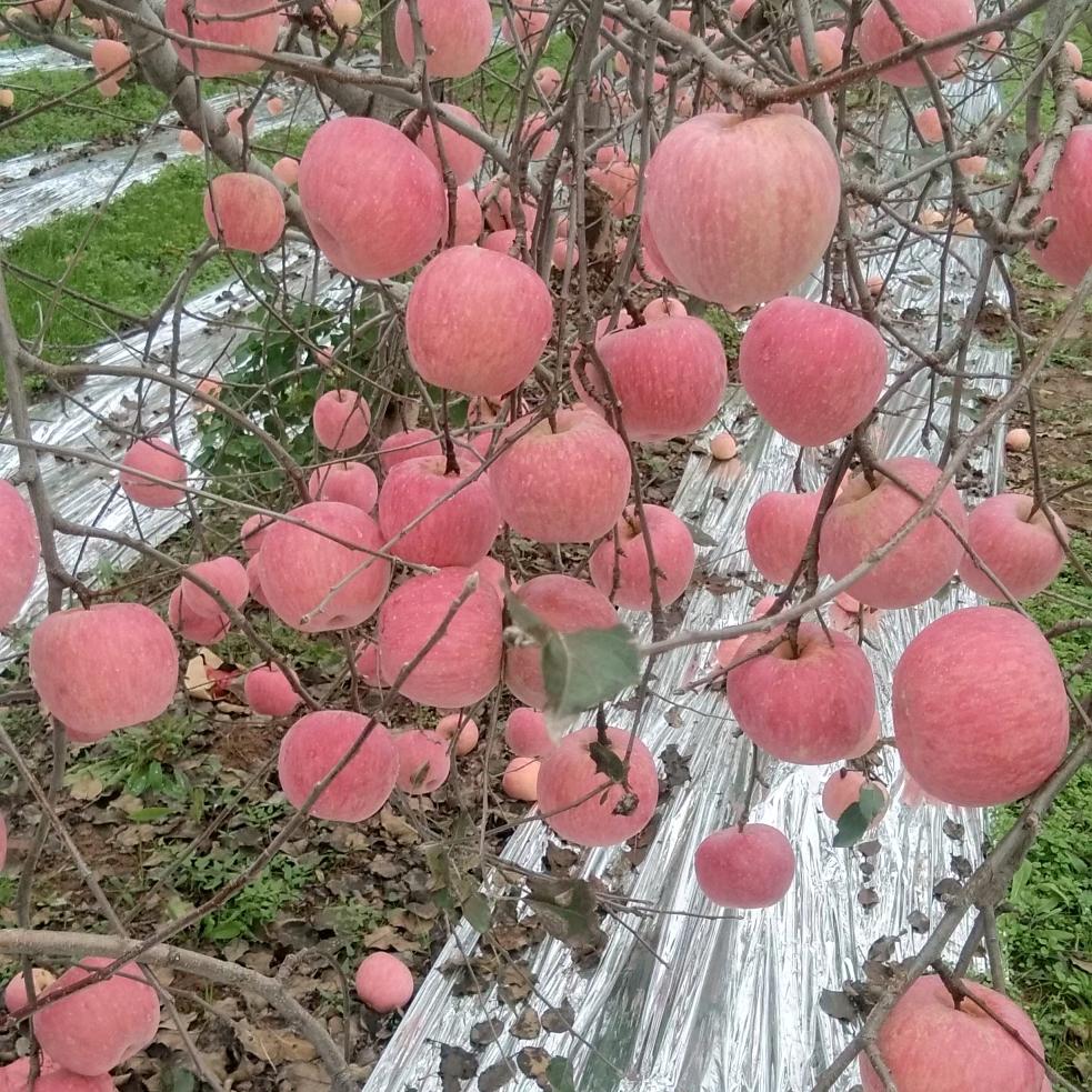 十年伴