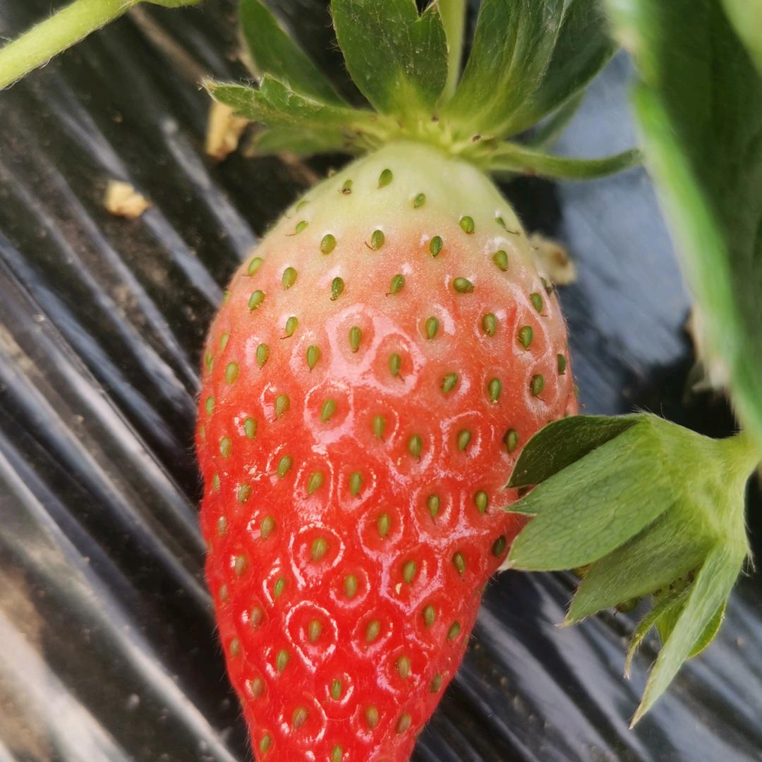 杨桥二队草莓采摘园